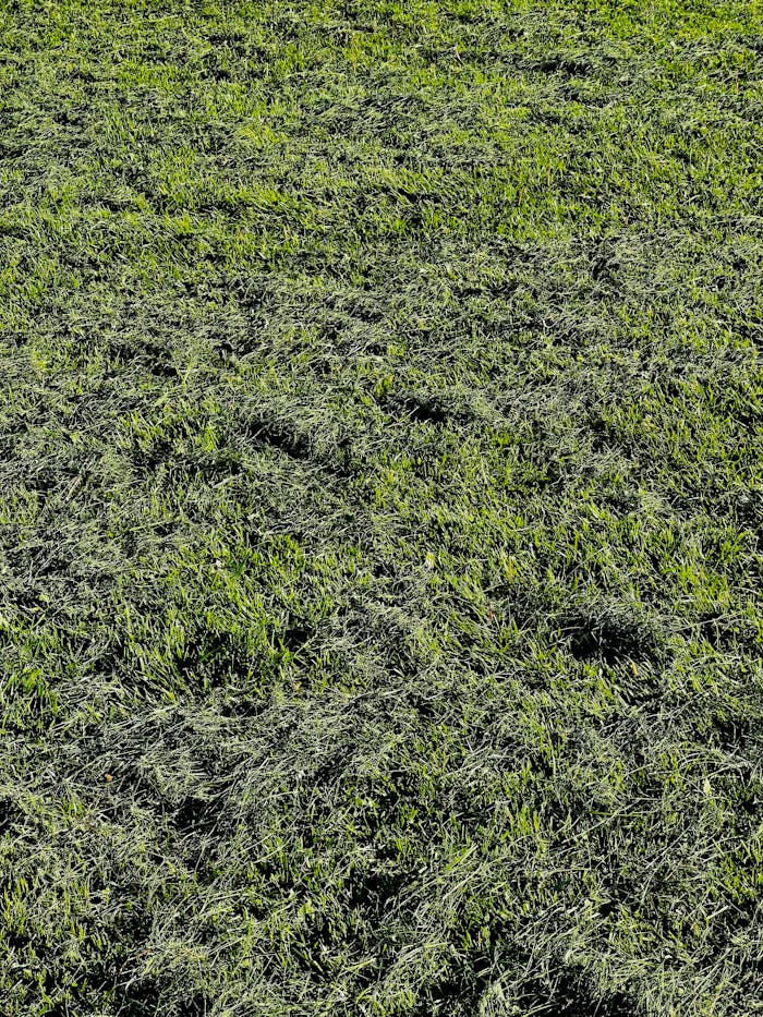 Close-up texture of a freshly mowed green grass lawn, ideal for backgrounds.