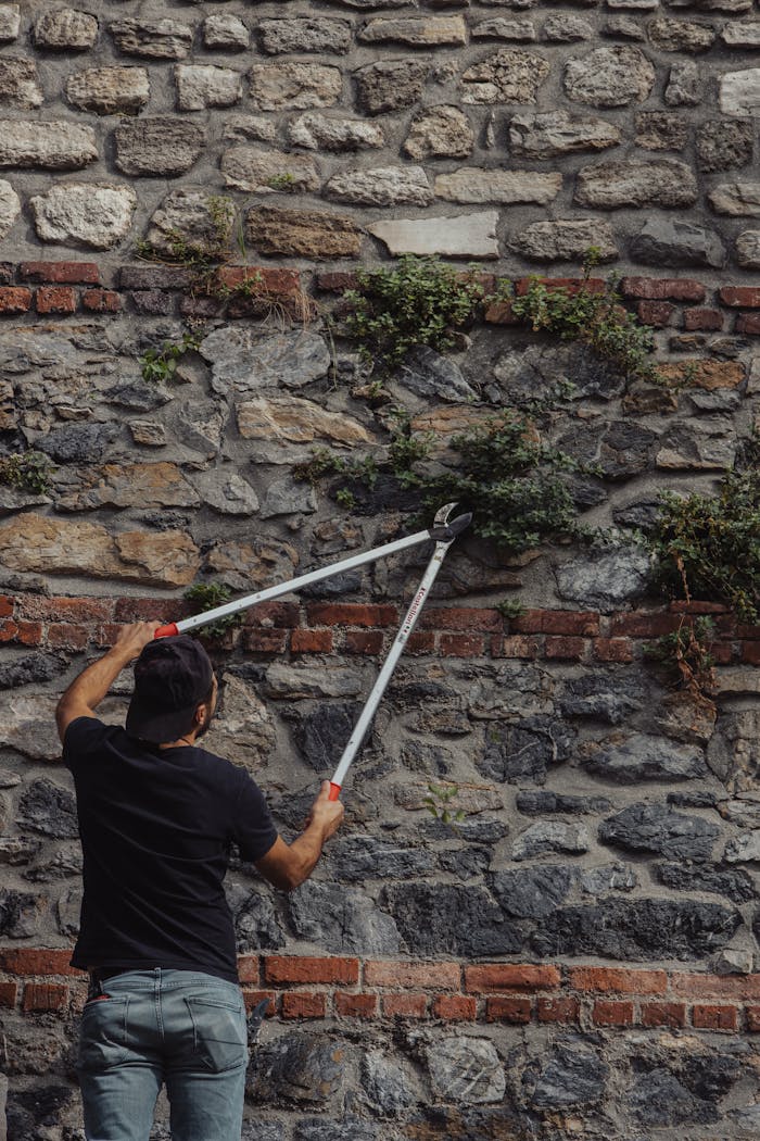 Man pruning ivy on a stone wall with pruning shears. Urban gardening and maintenance scene.