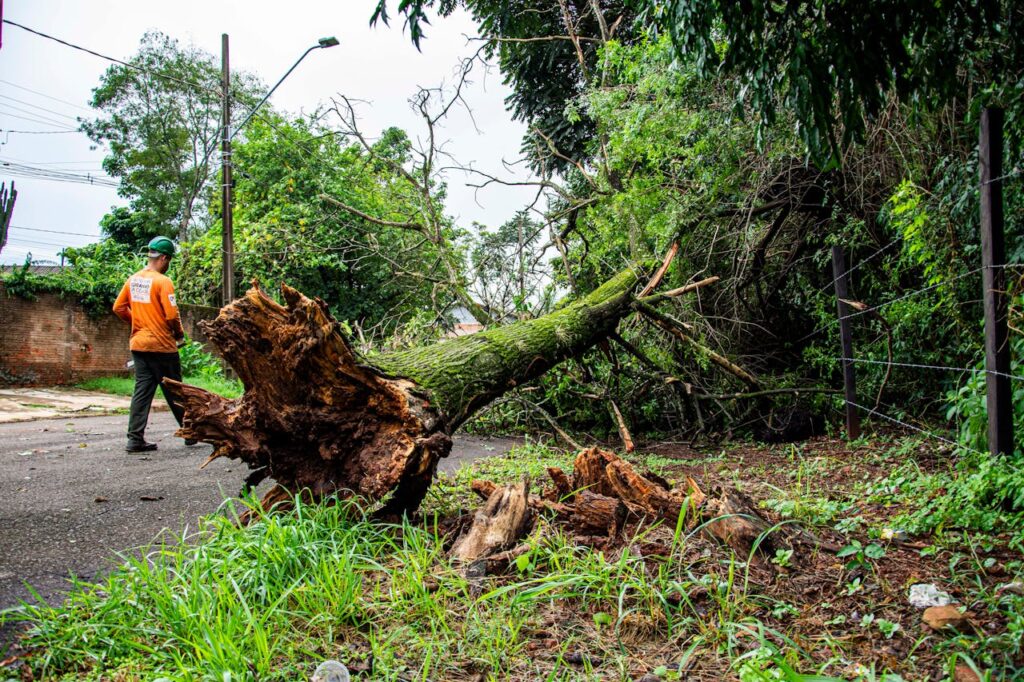 pexels photo 30387775 Worker clearing fallen tree on street after storm in Londrina, Brazil.