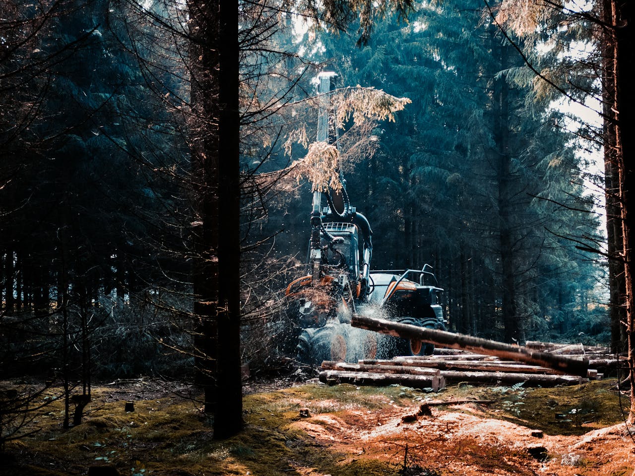 A forest machine actively cutting trees in a dense woodland area in Denmark.